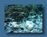 Helengeli 173